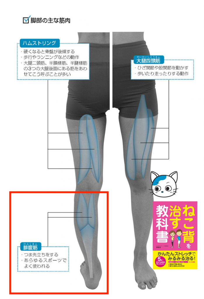 こむら返り コブラ返り 長野市の骨盤矯正と姿勢改善の専門家 伊東稔の公式ブログ カイロプラクティック伊東院長